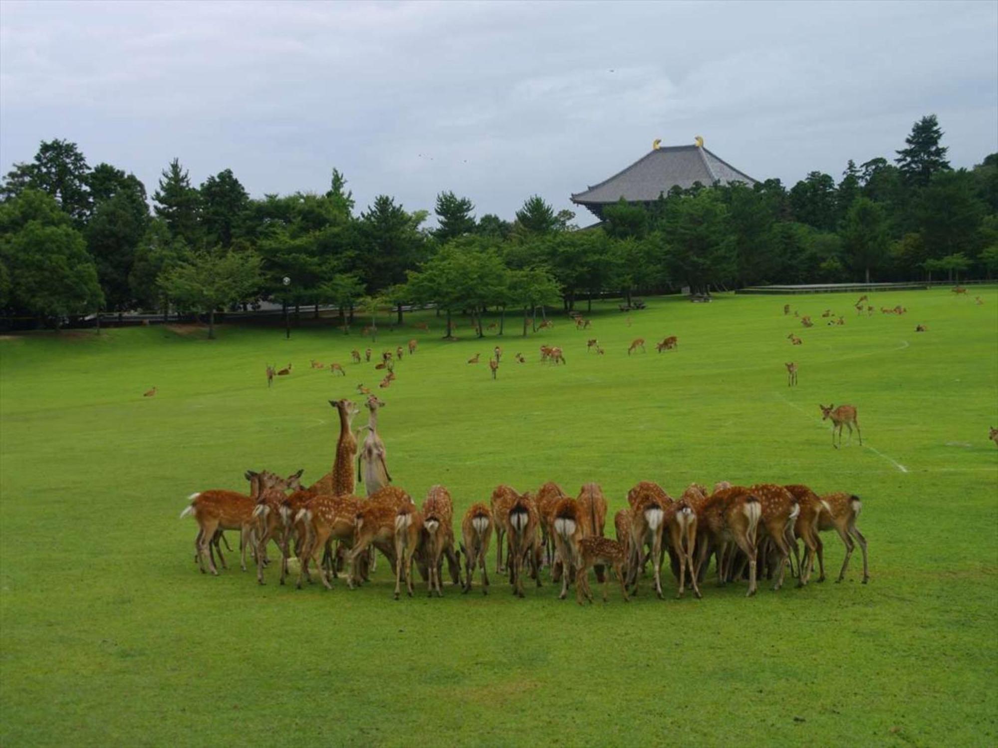 Hotel New Wakasa Nara Luaran gambar